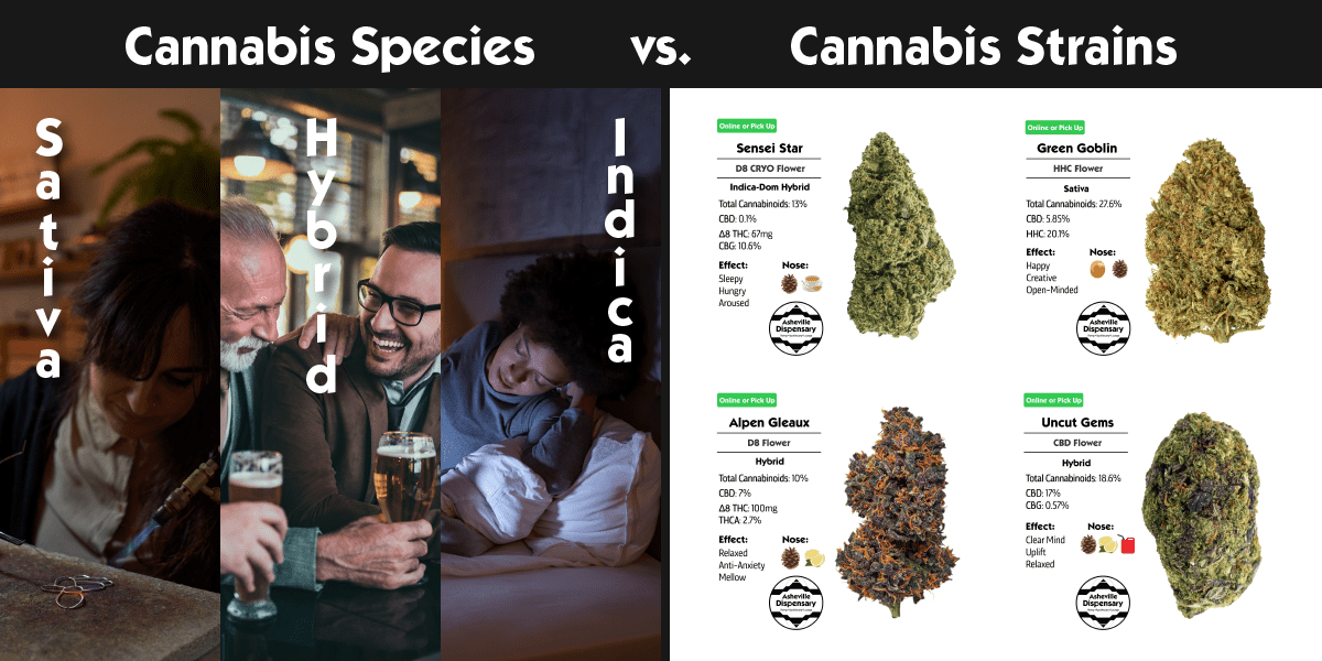 Cannabis Species vs. Cannabis Strains