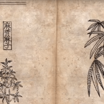 Ancient Cultures and Cannabis