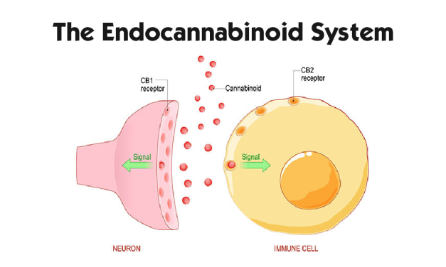 The Endocannabinoid System: An Overview
